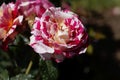 Flower of an Abracadabra rose Royalty Free Stock Photo