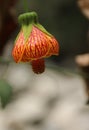 The flower of an Abutilon Royalty Free Stock Photo