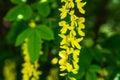 Flower of Acacia Laburnum anagyroides