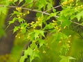 the flower of Acer truncatum Bunge Royalty Free Stock Photo