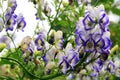 A flower of the aconite in macrophotography.