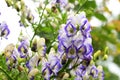 A flower of the aconite in macrophotography.