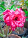 Flower of Adenium (Desert Rose, Impala Lily, Mock Azalea