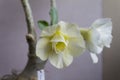 Flower adenium obesum blooms.