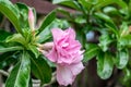 Flower (Adenium obesum or Desert-rose)