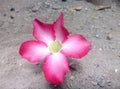 This is the flower of the adenium plant