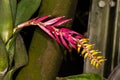 Flower of Aechmea Bromelia