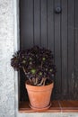 A flower Aeonium Schwarzkopf in a pot is on the threshold of a house on the street against the background of a brown door