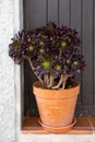 A flower Aeonium Schwarzkopf in a pot is on the threshold of a house on the street against the background of a brown door