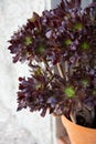 A flower Aeonium Schwarzkopf in a pot is close-up.