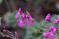 Flower of an African Geranium ,Pelargonium sidoides