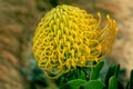 Flower of African Protea