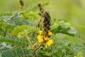 Flower of African senna, also called popcorn senna, candelabra tree, peanut butter cassia in Africa