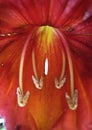 Flower African Tulip