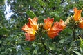 Flower of African tulip tree, Spathodea campanulata, Satara Royalty Free Stock Photo