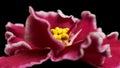 Flower of African Violet or Saintpaulia viva magenta color on black background closeup Royalty Free Stock Photo