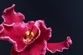 Flower of African Violet or Saintpaulia viva magenta color on dark blue background closeup. Saturated red pink petals Royalty Free Stock Photo