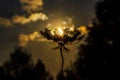 Flower against the setting sun. The setting sun lies on an umbrella of a plant. Pastel colors. Selective focus. Outdoors Royalty Free Stock Photo