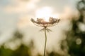 Flower against the setting sun. The setting sun lies on an umbrella of a plant. Pastel colors. Selective focus. Outdoors Royalty Free Stock Photo