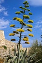 Flower of an agave on a background of the blue sky Royalty Free Stock Photo