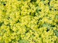 Flower Alchemilla microdata Royalty Free Stock Photo