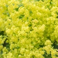 Flower Alchemilla microdata Royalty Free Stock Photo