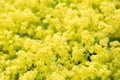Flower Alchemilla microdata Royalty Free Stock Photo