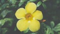 Flower (Allamanda, Golden Trumpet) Royalty Free Stock Photo