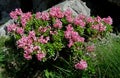 Flower in Allgauer Alpen , Germany