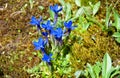 Flower in Allgauer Alpen , Germany Royalty Free Stock Photo