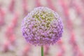 Flower of Allium Giganteum Opening