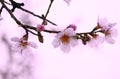 Flower of almond close-up in spring