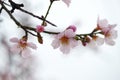 Flower of almond close-up in spring Royalty Free Stock Photo