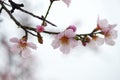 Flower of almond close-up in spring