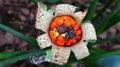 This is the flower of Alocasia macrorrhiza