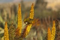 Flower of Aloe ferox Royalty Free Stock Photo