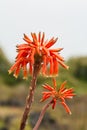 Flower Aloe mitriformis