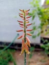 THE FLOWER ALOE VERA