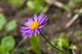 Flower of Alpine aster (Aster alpinus) Royalty Free Stock Photo