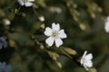 Flower of an alpine gypsophila, Gypsophila repens