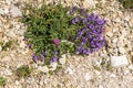 The flower Alpine Rock Thyme