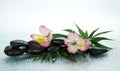 Flower of an alstroemeria and stones in drops