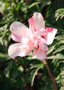 Flower of althea. Heart of flower open in summer Royalty Free Stock Photo
