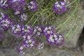 Flower Alyssum Pink Queen Royalty Free Stock Photo