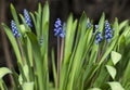 Flower. Amazing blue flower large green leaves. Small purple flowers.