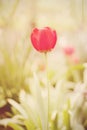 Flower. Amazing red tulip flower & green grass background. Red tulip flower Tulip flower. Cute flower. Color tulips flower.