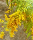 Flower of Ambrosia artemisiifolia. Soft focus Royalty Free Stock Photo