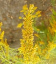 Flower of Ambrosia artemisiifolia. Soft focus Royalty Free Stock Photo