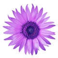 Flower amethyst blue sunflower, isolated on a white background. Close-up.