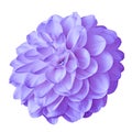 Flower amethyst dahlia isolated on white background with clipping path. Close-up.